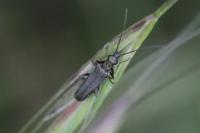 Oedemera