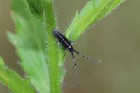 Agapanthia cardui