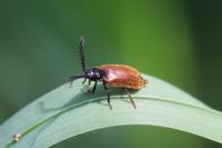 Drilus flavescens