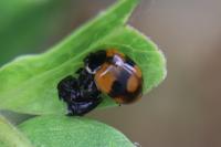 Adalia bipunctata