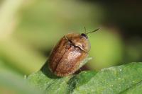 Hypocassida subferruginea