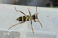 Clytus arietis