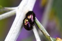 Chrysolina americana