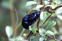 Timarcha tenebricosa