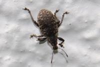 Liophloeus tessulatus