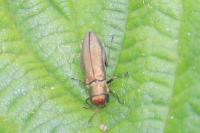 Agrilus