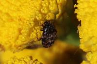 Trogoderma