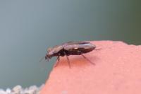 Notiophilus