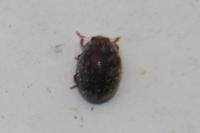 Rhyzobius lophanthae