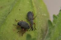 Rhopalapion longirostre
