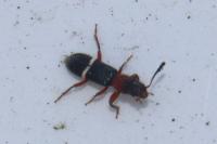 Paratillus carus