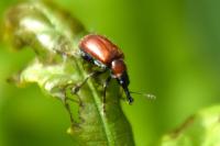 Lasiorhynchites caeruleocephalus