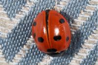 Coccinella septempunctata septempunctata