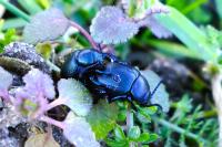 Timarcha goettingensis