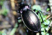 Carabus nemoralis