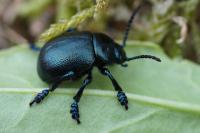 Timarcha goettingensis