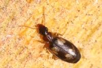 Calodromius bifasciatus