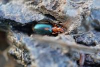 Brachinus sclopeta