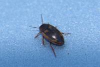 Hydroporus palustris