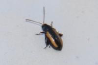 Phyllotreta vittula