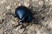 Chrysolina fuliginosa