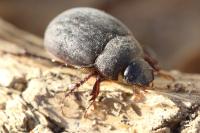 Maladera holosericea