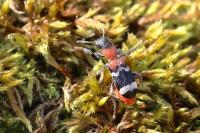 Thanasimus formicarius