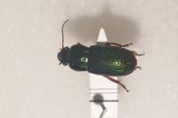 Harpalus affinis