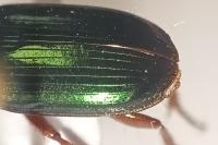 Harpalus affinis
