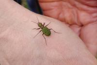 Cicindela campestris