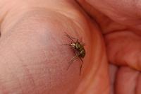 Cicindela campestris