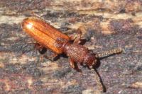 Silvanus unidentatus