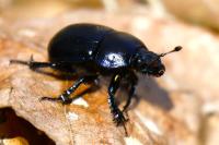 Anoplotrupes stercorosus