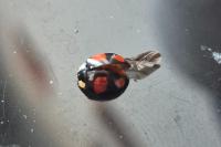 Harmonia axyridis