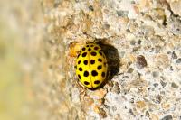 Psyllobora vigintiduopunctata