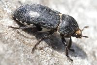 Dermestes laniarius