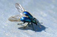 Involvulus caeruleus