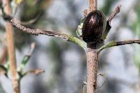 Chrysolina americana