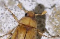 Rhizotrogus marginipes