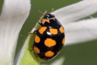 Coccinula quatuordecimpustulata