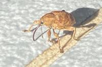 Curculio