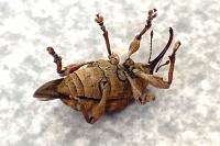 Curculio