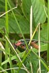 Cantharis rustica