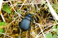 Timarcha tenebricosa