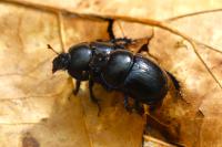 Anoplotrupes stercorosus