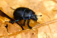 Anoplotrupes stercorosus