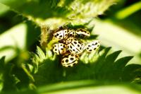 Tytthaspis sedecimpunctata