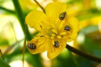 Tytthaspis sedecimpunctata