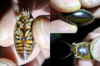 Dytiscus circumflexus