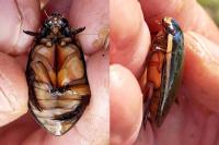 Cybister lateralimarginalis